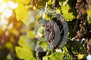 Blue grapes in vine yard