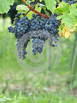 Blue grapes on a vineseasonal food concept. Vineyards at sunset in autumn harvest. Ripe grapes in fall. Grape harvest. Grapes in a