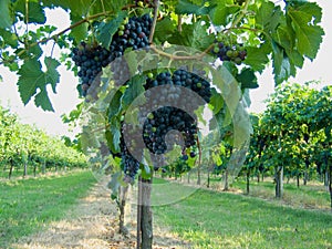 Blue grapes vineyard