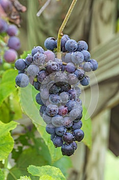 Blue Grapes Vineyard