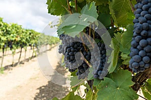 Blue Grapes Vineyard