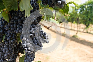 Blue Grapes Vineyard