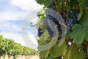 Blue Grapes Vineyard