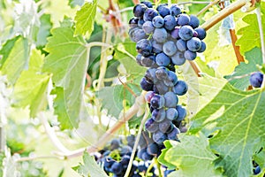 Blue grapes in a vineyard. Bunch of grapes on a vine. Grape harvest