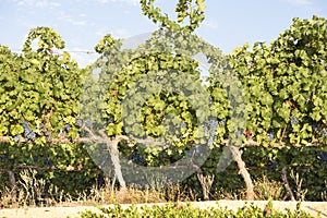 Blue Grapes Vineyard