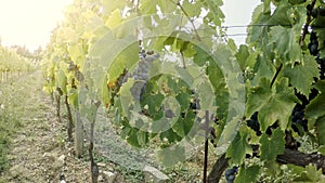 Blue grapes at a vineyard in Tuscany