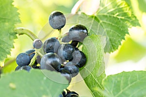 Blue grapes Vitis vinifera