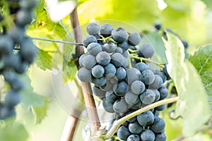 Blue grapes Vitis vinifera