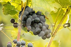 Blue Grapes (Vitis vinifera)