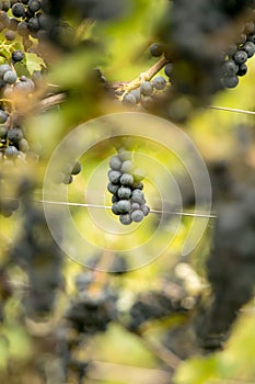 Blue Grapes (Vitis vinifera)