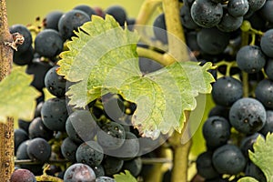 Blue Grapes (Vitis vinifera)