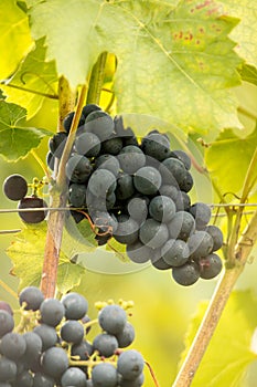 Blue Grapes (Vitis vinifera)