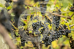 Blue Grapes (Vitis vinifera)