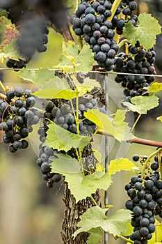 Blue Grapes (Vitis vinifera)