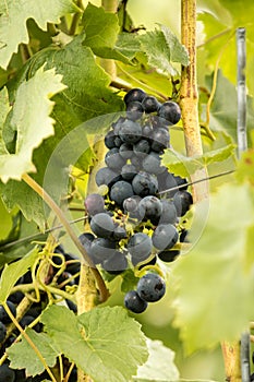 Blue Grapes (Vitis vinifera)