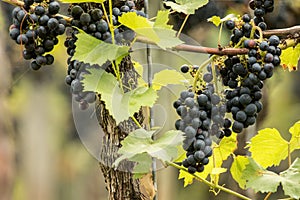 Blue Grapes (Vitis vinifera)