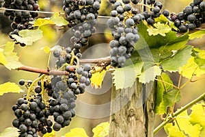 Blue Grapes (Vitis vinifera)