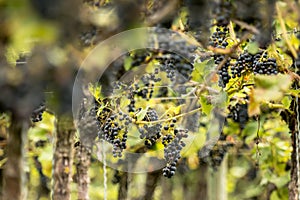 Blue Grapes (Vitis vinifera)