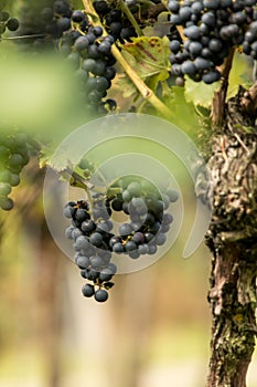 Blue Grapes (Vitis vinifera)