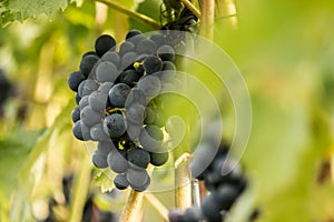 Blue Grapes (Vitis vinifera)