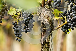 Blue Grapes (Vitis vinifera)