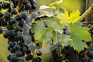 Blue Grapes (Vitis vinifera)