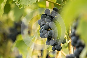 Blue Grapes (Vitis vinifera)