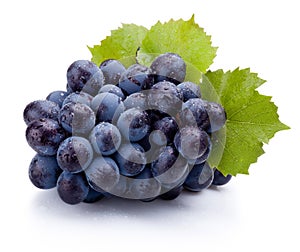 Blue grapes wet with leaves isolated on white background