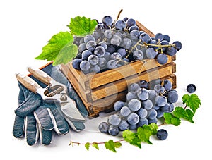 Blue grapes in wooden box with vine pruner still life glove green leaf, on white background.