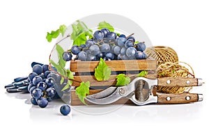 Blue grapes in wooden box with vine pruner still life glove green leaf, on white background.