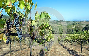 Blue grapevine in wineyard. Colorful vineyard landscape in Italy. Vineyard rows at Tuscany in autumn harvest time