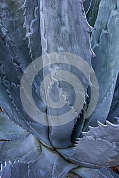Blue gray agave plant background