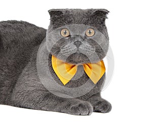 Blue gray british cat beautiful with yellow bow tie isolated on the white background