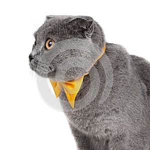 Blue gray british cat beautiful with yellow bow tie isolated on the white background
