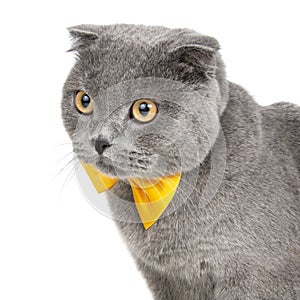 Blue gray british cat beautiful with yellow bow tie isolated on the white background
