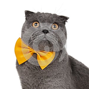 Blue gray british cat beautiful with yellow bow tie isolated on the white background