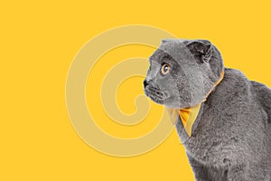 Blue gray british cat beautiful with yellow bow tie isolated on the white background