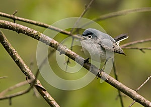 Blue-gray Gnatcatcher