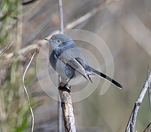 Blue-Gray Gnatcatcher