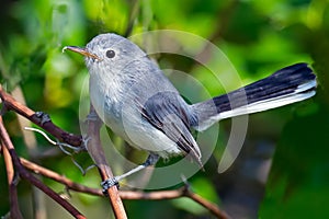 Blue-gray gnatcatcher