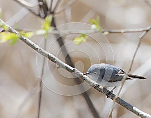 Blue Gray Gnatcatcher