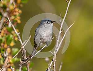Blue-gray Gnatcatcher
