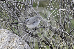 Blue-gray Gnatcatcher in Arizona