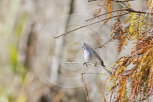 Blue-gray Gnatcatcher Looking Up photo