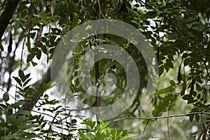 Blue-Gray Gnatcatcher