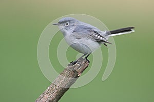Blue-gray Gnatcatcher