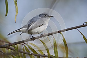 Blue-gray gnatcatcher Polioptila caerulea perched in a tree