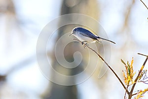 Blue-gray Gnatcatcher On A Twig