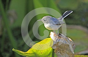 Blue-gray gnatcather (Polioptila caerulea)