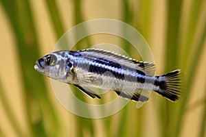 Blue gray mbuna malawi cichlid Melanochromis johannii aquarium fish johanni